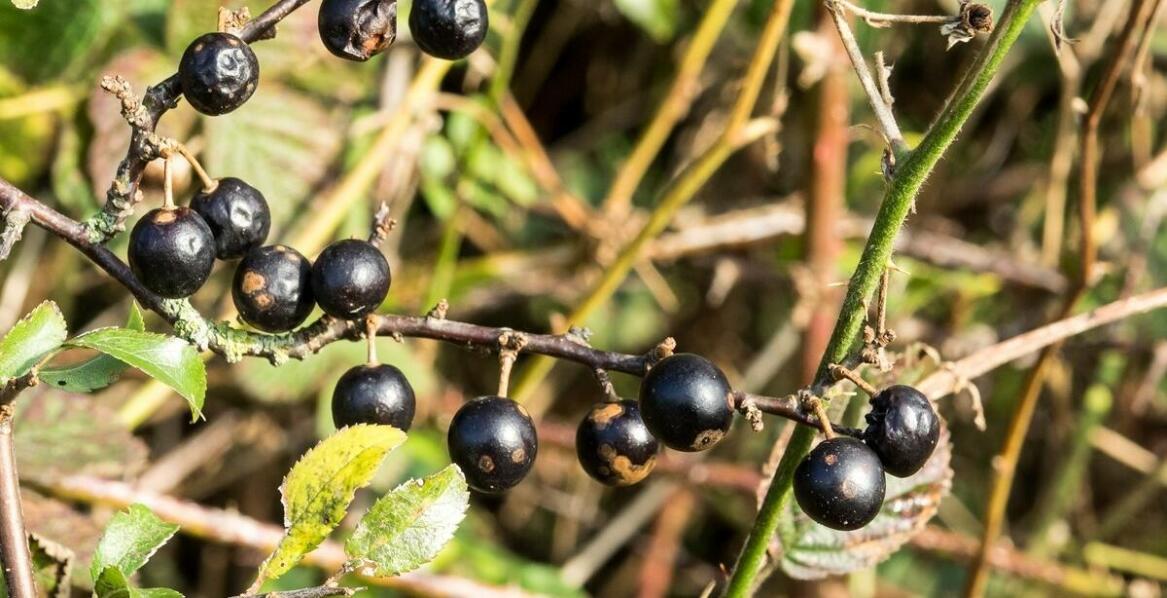Jagoda kamczacka – kiedy sadzić i jak dbać o młode rośliny w ogrodzie