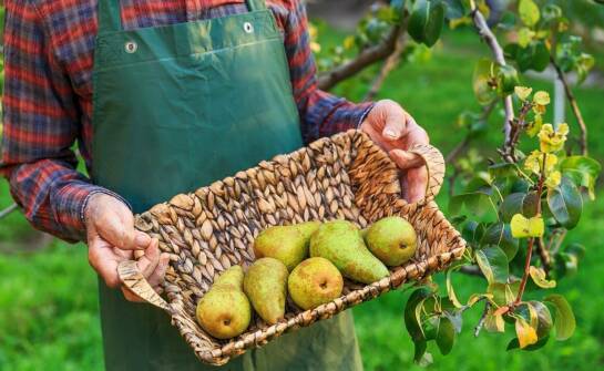 Pigwa gruszkowa – niezwykłe właściwości i inspiracje na wykorzystanie owoców