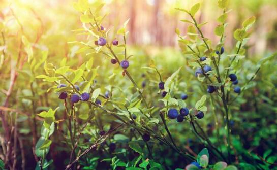 Sadzonki borówki amerykańskiej – jak wybrać i kiedy sadzić owoce