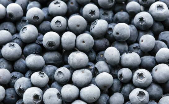 Jak wybrać i sadzić sadzonki borówki amerykańskiej do ogrodu