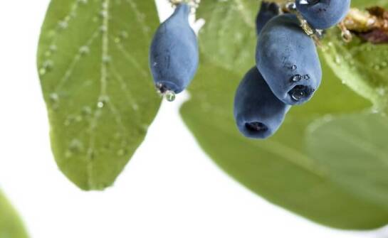 Jak wybrać i pielęgnować sadzonki borówki amerykańskiej – praktyczne wskazówki