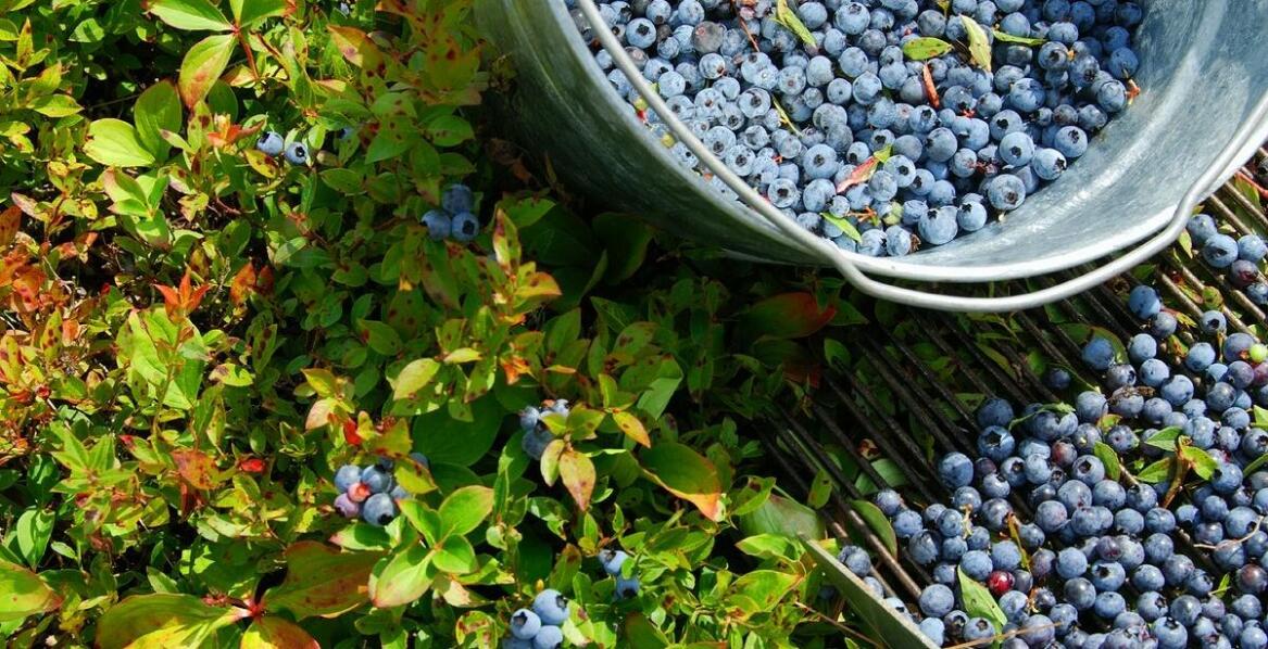 Jak wybrać i uprawiać sadzonki borówki amerykańskiej w ogrodzie