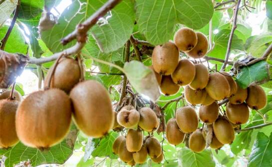 Najważniejsze informacje o sadzonkach drzew owocowych – co warto wiedzieć