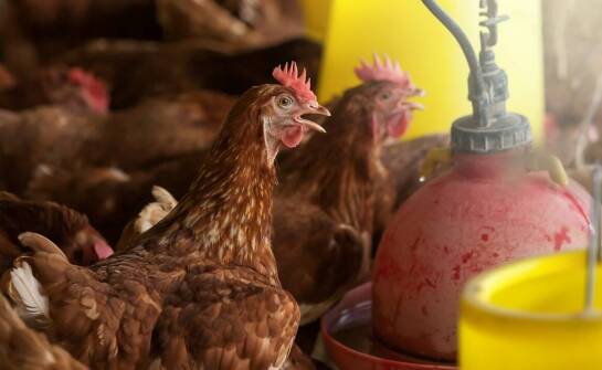 Automatyczne poidła dla kur – jak działają i czy warto je stosować?