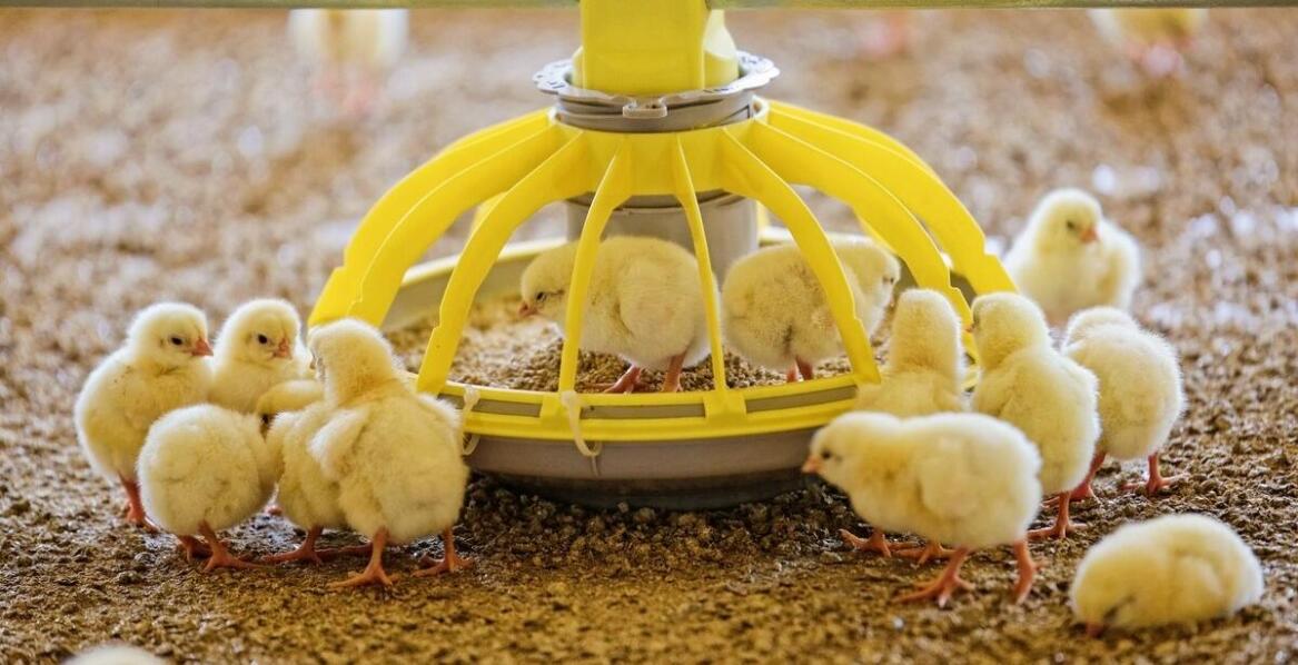 Jak działa automatyczne karmidło dla kur i kiedy warto je stosować?