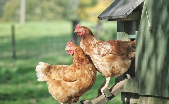 Karmidła dla drobiu – jak wybrać odpowiedni model i na co zwrócić uwagę