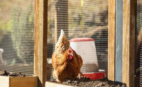 Jak wybrać karmidła dla kur? Przegląd rodzajów i praktyczne wskazówki