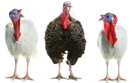 Jak wybrać najlepsze poidło dla indyków? Praktyczne wskazówki i porady