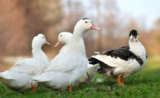 Jak wybrać najlepsze poidło dla gęsi — praktyczne wskazówki i porady