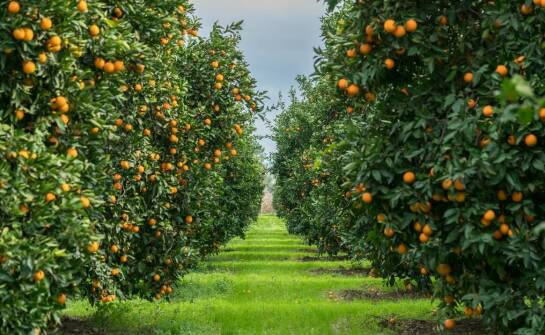 Czym jest oranżeria i jakie atrakcje oferuje miłośnikom roślin?