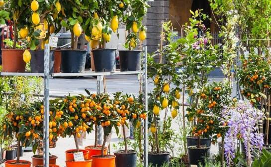 Ogrody zimowe i oranżerie – inspiracje na piękne przestrzenie w domu