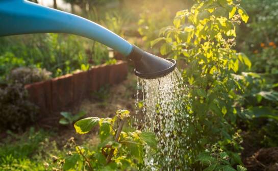Nawadnianie ogrodu — sprawdzone metody i najważniejsze zasady podlewania