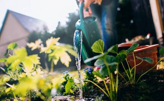 Niezawodne sposoby na efektywne podlewanie roślin i oszczędność wody