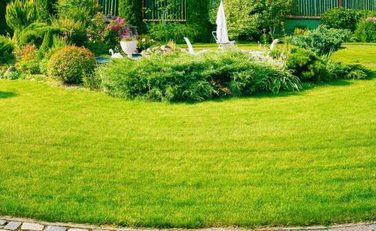 Jak skutecznie przywrócić gęstą zieleń trawnika po zimie i suszy