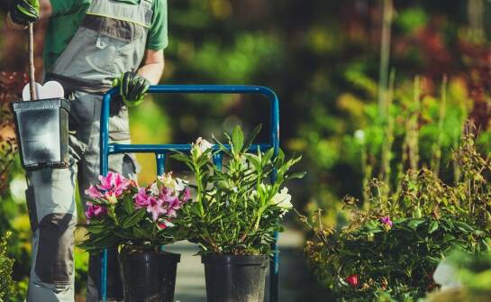 Jak wybrać firmę ogrodniczą i na co zwrócić uwagę przy współpracy