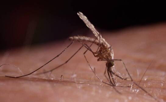 Moskitiera – skuteczny sposób na zabezpieczenie wnętrza przed owadami