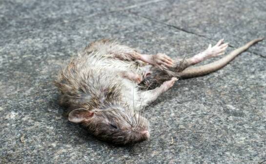 Skuteczne metody zwalczania gryzoni — sprawdzone sposoby na myszy i szczury