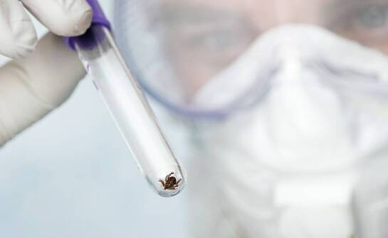 Najskuteczniejsze metody walki z gryzoniami – sprawdzone sposoby i porady