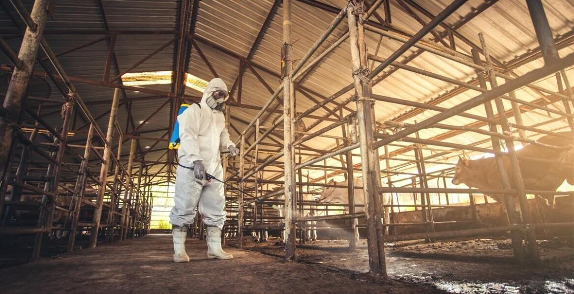 Najskuteczniejsze sposoby na ochronę domu przed uciążliwymi owadami