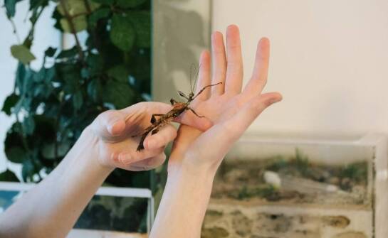 Skuteczne metody walki z owadami w domu i ogrodzie – sprawdzone porady