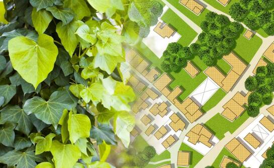 Jak powstają tereny zielone – etapy tworzenia przestrzeni pełnej natury