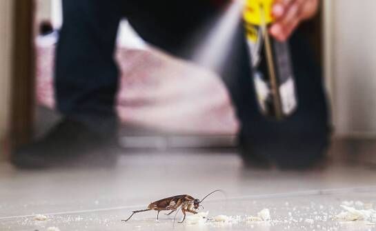 Skuteczne metody walki z owadami w domu i ogrodzie