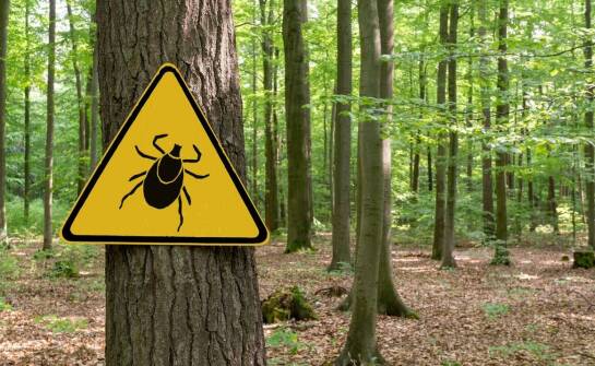 Jak rozpoznać obecność korników i co zrobić, gdy pojawią się w domu