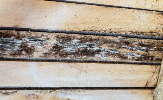 Najczęstsze rodzaje szkodników i sposoby ich ograniczania w domu oraz ogrodzie