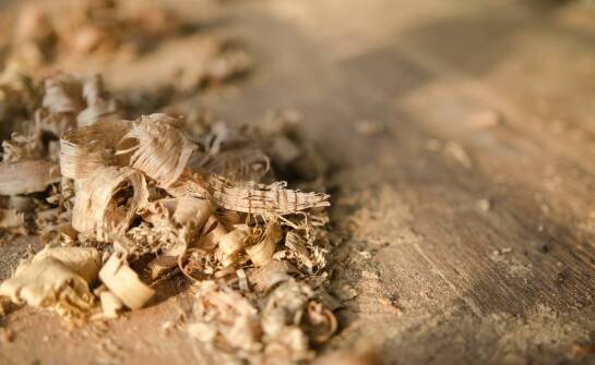 Szkodniki drewna – jak je rozpoznać i zabezpieczyć dom przed zniszczeniem