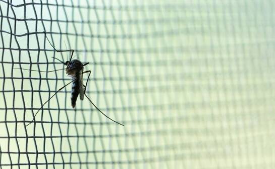 Najczęstsze przyczyny pojawiania się szkodników i sposoby ich ograniczania