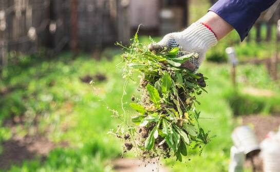 Jak rozpoznać obecność gryzoni i jakie działania pomagają zapobiegać szkodom
