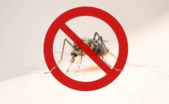 Zwalczanie owadów – sprawdzone rozwiązania i przyczyny pojawiania się szkodników