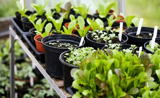 Szkółka roślin – jak wybrać zdrowe sadzonki i zadbać o ogród