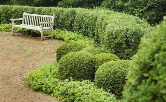 Najciekawsze krzewy ozdobne do ogrodu – pomysły na efektowną aranżację