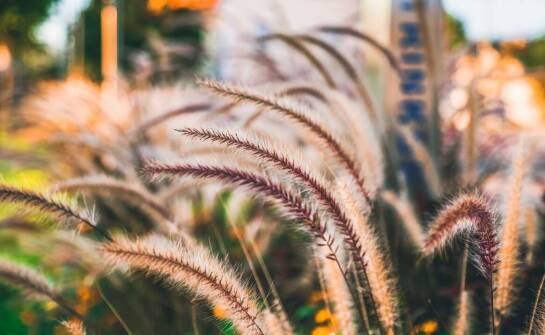 Trawy ozdobne do ogrodu – inspiracje, odmiany i pielęgnacja