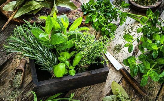 Najpopularniejsze zioła – właściwości, zastosowanie i uprawa w domu