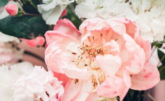 Pelargonie – sekrety bujnego kwitnienia i pielęgnacji w domu i ogrodzie