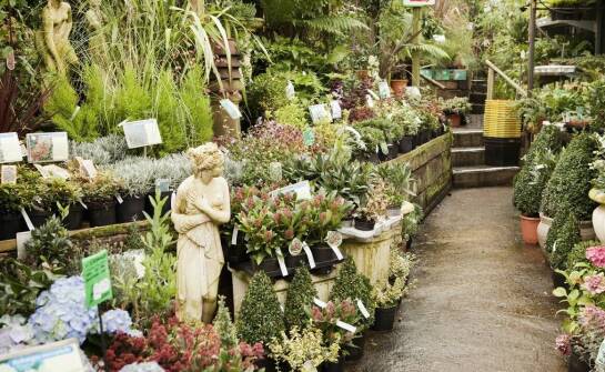 Sklep ogrodniczy – co warto wiedzieć przed zakupem roślin i akcesoriów