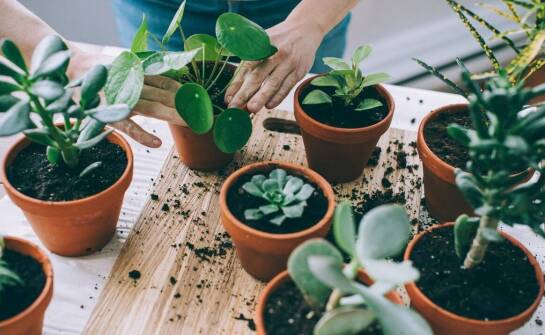 Sadzonki roślin – od czego zacząć i jak wybrać najlepsze odmiany