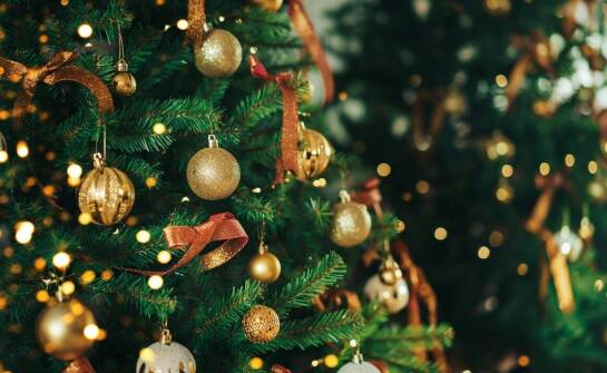 Drzewa ozdobne do ogrodu – gatunki, które zachwycają przez cały rok