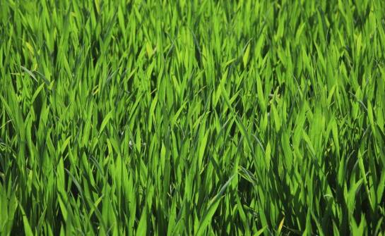 Trawy w ogrodzie i na tarasie – zastosowanie, pielęgnacja, inspiracje