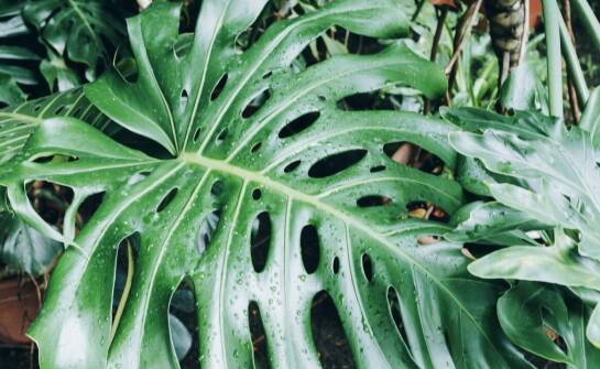 Rośliny odporne na mróz – gatunki, które przetrwają zimę w ogrodzie