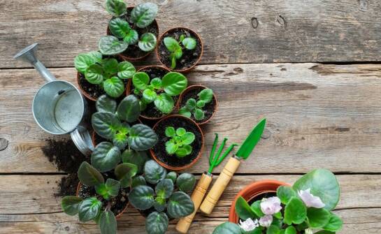 Rośliny rabatowe – najładniejsze odmiany i pomysły na kolorowy ogród