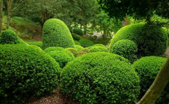 Jakie gatunki krzewów są popularne w ogrodach?
