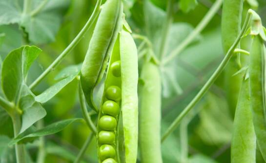 Ekogroszek – czym się charakteryzuje, zastosowanie i korzyści ogrzewania