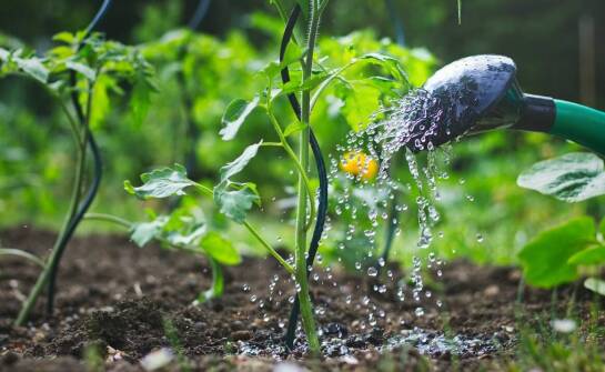 Jak wybrać ziemię ogrodową do roślin i trawnika – porady i wskazówki