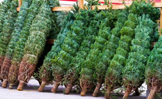 Jak wybrać idealną choinkę na święta – poradnik zakupowy i inspiracje