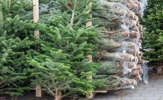 Jak powstają świąteczne drzewka – kulisy pracy producentów choinek