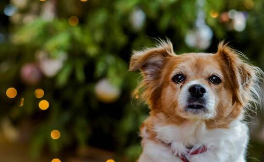 Mała choinka – pomysły na dekorację i aranżację w świątecznym stylu