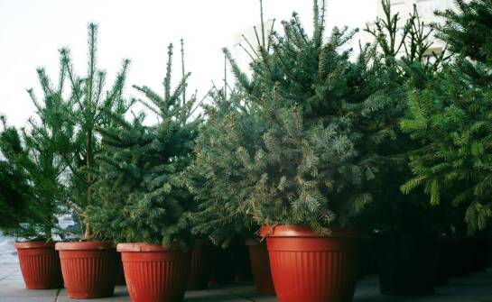 Choinka w doniczce – zalety, pielęgnacja i pomysły na świąteczną aranżację